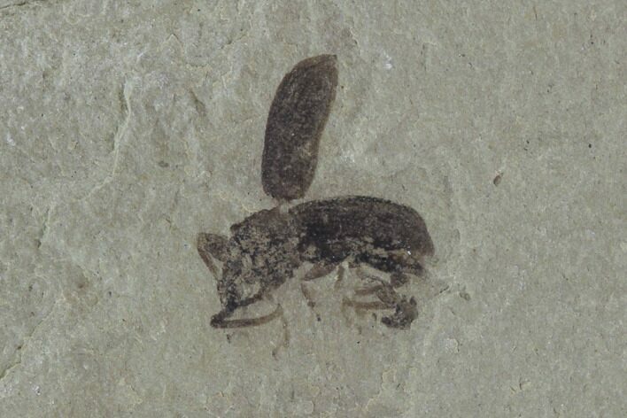 Fossil Weevil (AKA Snout Beetle) - Green River Formation, Utah #94833